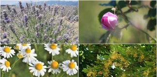 Shqipëri vend lider, eksporton bimë mjekësore në 45 vende të botës