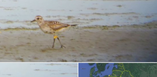 FOTO – NJË GJELAC PIKALOSH I UNAZUAR NË POLONI VROJTOHET NË SHQIPËRI