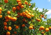 Eksportohen 500 tonë mandarina “Made in Albania”