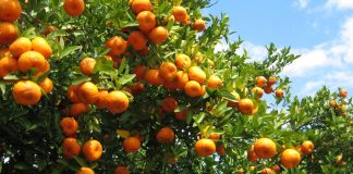 Eksportohen 500 tonë mandarina “Made in Albania”