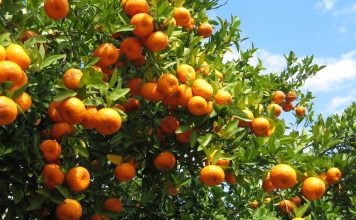 Eksportohen 500 tonë mandarina “Made in Albania”