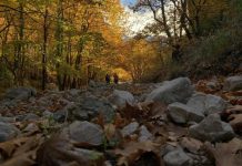 FOTO – “Bredhi i Sotirës”, një libër i hapur botanik