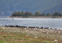 Global Bird Weekend – PPNEA sjell fotot e fantastike nga Parku i Prespës (FOTOT)