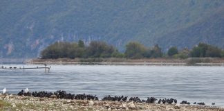 Global Bird Weekend – PPNEA sjell fotot e fantastike nga Parku i Prespës (FOTOT)