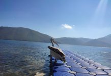 Shërohet pelikani kaçurrel/ Pas 3 muajsh, Zaveri lëshohet në liqen