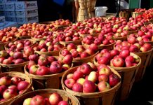 Korçë, 50% e mollëve për eksport prodhohen në Dvoran