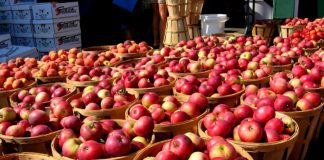 Korçë, 50% e mollëve për eksport prodhohen në Dvoran