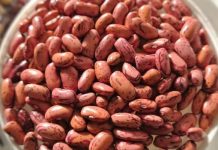 Fasulja e kuqe e veriut/ Vlerat shëndetësore të bishtajores laramane