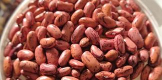 Fasulja e kuqe e veriut/ Vlerat shëndetësore të bishtajores laramane