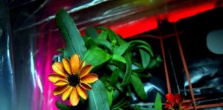 FOTO – Pse kjo është lulja më e veçantë në botë