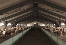 Skema Kombëtare, 70% e fermerëve aplikuan për subvencione në blegtori