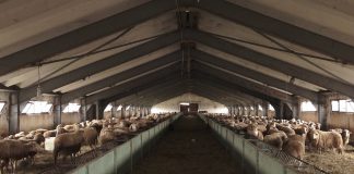 Skema Kombëtare, 70% e fermerëve aplikuan për subvencione në blegtori