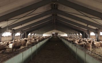 Skema Kombëtare, 70% e fermerëve aplikuan për subvencione në blegtori