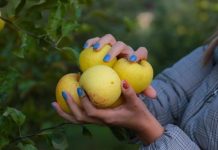 “Festa e Mollës” në Korçë, qarku kampion për prodhimin e këtij fruti (FOTO)