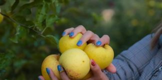 “Festa e Mollës” në Korçë, qarku kampion për prodhimin e këtij fruti (FOTO)