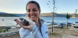 Projekti i PPNEA, përfundon unazimi i shpendëve në Parkun Kombëtar të Prespës (FOTO)