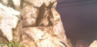 FOTO – Evidentohet prania e lundërzës në 28 pika në liqenet e Prespës