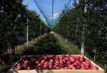 KËSHILLA/ Është stina e mollëve, si të zgjidhni më të mirat