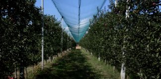 KËSHILLA/ Është stina e mollëve, si të zgjidhni më të mirat