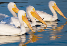 VIDEO – Pelikani kaçurrel shfaqet në Lagunën e Vilunit, Velipojë
