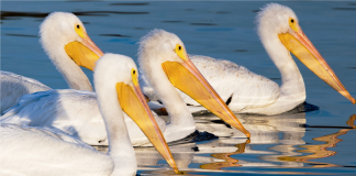 VIDEO – Pelikani kaçurrel shfaqet në Lagunën e Vilunit, Velipojë