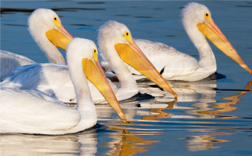 VIDEO – Pelikani kaçurrel shfaqet në Lagunën e Vilunit, Velipojë