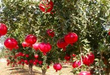 Shega devedishe – Më e mira kundër plakjes së organizmit