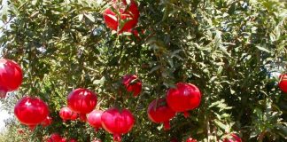 Shega devedishe – Më e mira kundër plakjes së organizmit