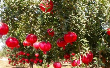 Shega devedishe – Më e mira kundër plakjes së organizmit