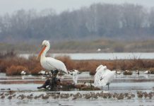 FOTOT fantastike/ Parajsa e shpendëve, 50 mijë turistë të huaj zgjodhën Divjakën këtë vit