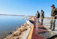 FOTOT/ Edhe laguana e Vainit në Lezhë, kthehet në një oaz për pelikanët kaçurrelë