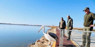 FOTOT/ Edhe laguana e Vainit në Lezhë, kthehet në një oaz për pelikanët kaçurrelë