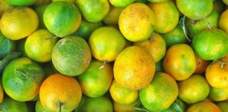 Mandarinat e gjelbra shqiptare, vlerat e jashtëzakonshme shëndetësore