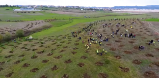 FOTOT/ 2 mijë pemë të tjera i shtohen Parkut të Liqenit në Paskuqan