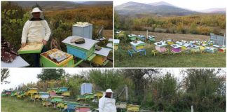 PROFIL/ Aliu nga Hasi, e nisi me 3 koshere bletësh dhe sot ka 120