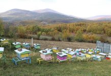 Skema Kombëtare/ Rreth 3 mijë fermerë përfitojnë mbështetje në bletari