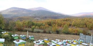 Skema Kombëtare/ Rreth 3 mijë fermerë përfitojnë mbështetje në bletari