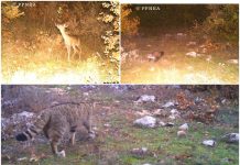 FOTOT/ Nga kaprolli tek macja e egër, kamerat kurth sjellin pamje fantastike nga bota e kafshëve të egra