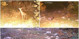 FOTOT/ Nga kaprolli tek macja e egër, kamerat kurth sjellin pamje fantastike nga bota e kafshëve të egra