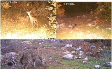 FOTOT/ Nga kaprolli tek macja e egër, kamerat kurth sjellin pamje fantastike nga bota e kafshëve të egra