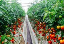 SHIFRAT/ Produktet bujqësore shqiptare të kërkuara nga BE, eksportet njohin rritje