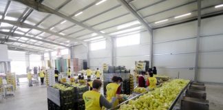 Jeni fermer? Nisin aplikimet për grante nga IPARD II, ja detajet