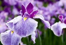 Irisi, lulja mahnitëse që Ilirët i dhuruan botës. Ja vetitë e saj