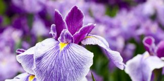 Irisi, lulja mahnitëse që Ilirët i dhuruan botës. Ja vetitë e saj