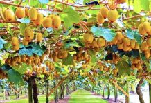 Historia e Qazimit/ Kivi shqiptar, rritet prodhimi i frutit ekzotik në vendin tonë