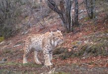 VIDEO fantastike/ Mësuesi nga fshati Zapod filmon rreqebullin e Ballkanit