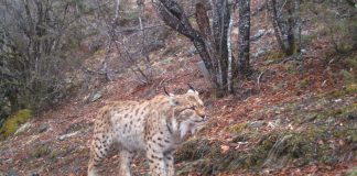 VIDEO fantastike/ Mësuesi nga fshati Zapod filmon rreqebullin e Ballkanit