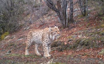 VIDEO fantastike/ Mësuesi nga fshati Zapod filmon rreqebullin e Ballkanit