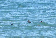 FOTOT – Nga rosa e madhe e zezë tek lauresha me brirë, çfarë zbuloi vrojtimi ornitologjik i fundvitit