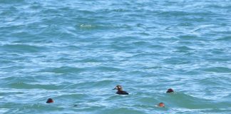 FOTOT – Nga rosa e madhe e zezë tek lauresha me brirë, çfarë zbuloi vrojtimi ornitologjik i fundvitit